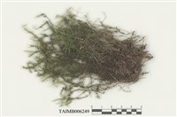 藏品(濕原苔屬)的圖片